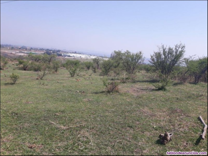 Terreno ganadero, zapotlanejo